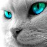 シャミセン profil fotoğrafı