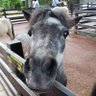 リズムの元幹事@ルフィン profil fotoğrafı