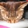 Profilbild von だんな ᓚᘏᗢ:ねこの喪中