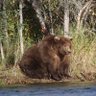 Otis, king of the fat bears 的头像