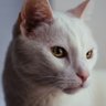 Profilbild von Olive