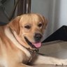 小歪 profil fotoğrafı