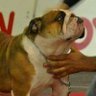 Фото профиля Sebastian Bulldogs