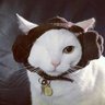 Profilbild von Pa-Diddle Cat