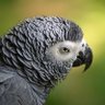 parrot's profile picture