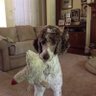 Irshwch🇺🇸🐩 profil fotoğrafı