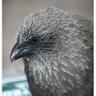 Apostlebird 的头像
