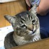 トロンビン's profile picture