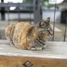 鏟屎官 profil fotoğrafı
