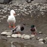 釣りぽー 的头像