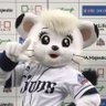 Profilbild von かめのこ