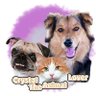 CrystalTheAnimallover profil fotoğrafı