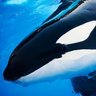 San Diego Orca profil fotoğrafı