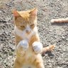issei会社起業@投資家 profil fotoğrafı