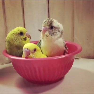 PET-BOX(小鳥と雑貨屋)'s profile picture