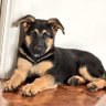 Ash profil fotoğrafı