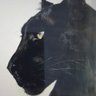 HEX Panther 🖤 profil fotoğrafı