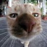 Schrödinger's cat 的头像