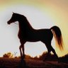 Фото профиля مبارك بن عبدالمحسن