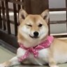 ほのか profil fotoğrafı