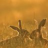 Фото профиля Siddharth_kushwaha