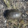 Wood Turtles 的头像