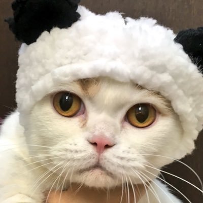 M家猫沢山's profile picture