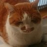 タージマハール's profile picture