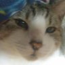 Japanese bobtail profil fotoğrafı