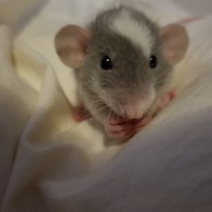MrSchmeckles's profile picture