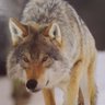 Terence Wolf's profile picture