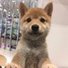 Profilbild von 豆柴なつ❤️ここ