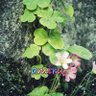 Фото профиля amiru