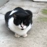 ぽんぽんとのらくろちゃん 的头像