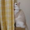 Dopin's profile picture