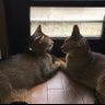 よ〜こ's profile picture