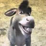 DemocraticDonkey 的头像