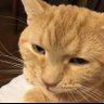 Фото профиля ねこ吉