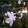 Фото профиля Jasmine Salah