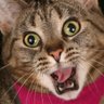 distraction's profile picture