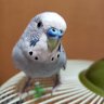 ピヨン profil fotoğrafı
