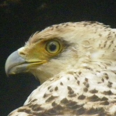 kanmuriwasire's profile picture