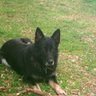 Schwarztanne's profile picture