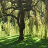 willow tree 的头像