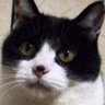 ニャンコロリン's profile picture