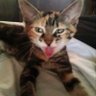 Melissa Cataldo's profile picture