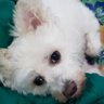 my name is PoMPoM's profile picture