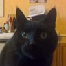 Profilbild von bellelilou