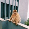 Dami profil fotoğrafı
