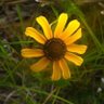 Фото профиля Ginny Brown Wilson